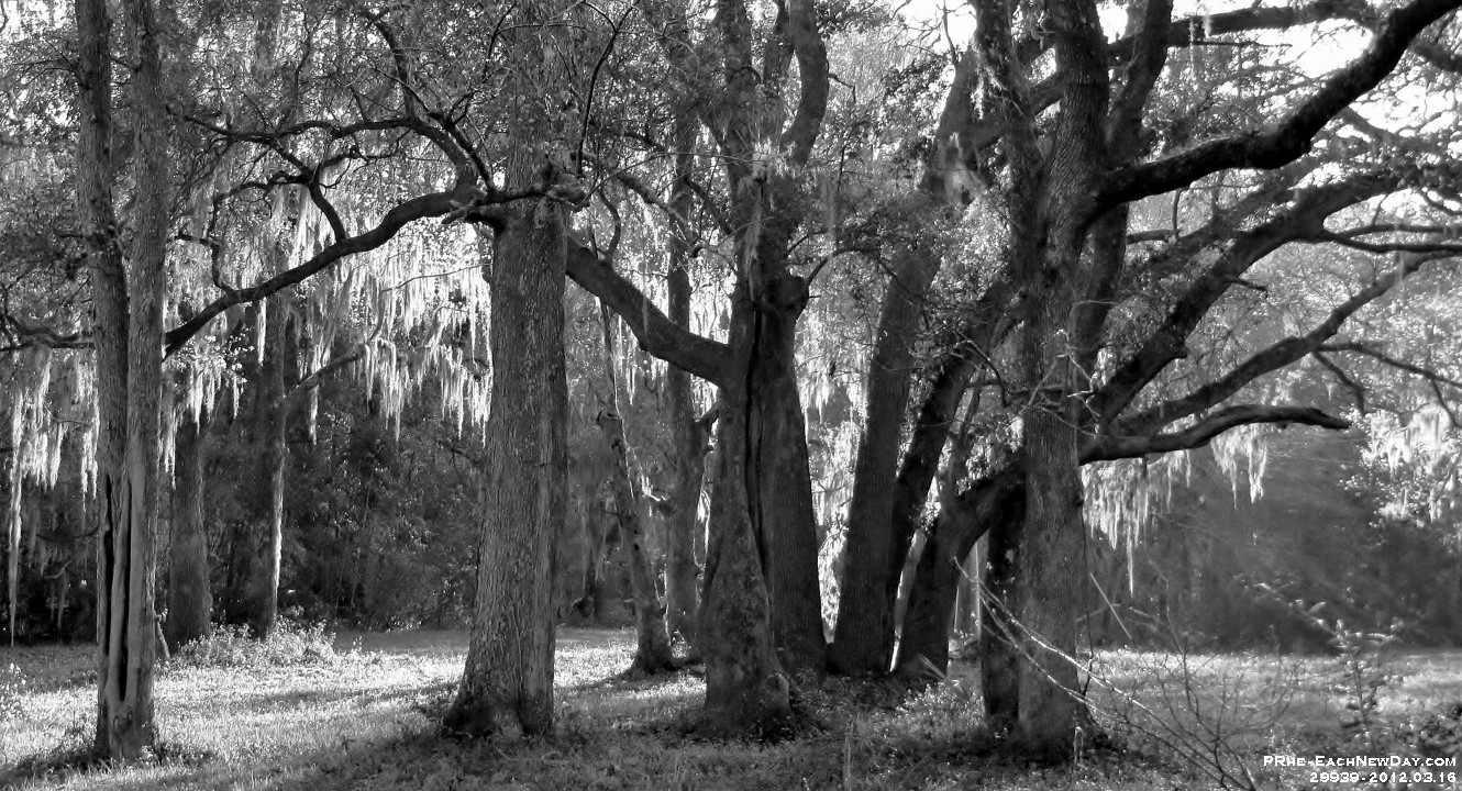 29939RoCrLeShBwLe - On the way from Kiawah Island, SC - Spanish Moss